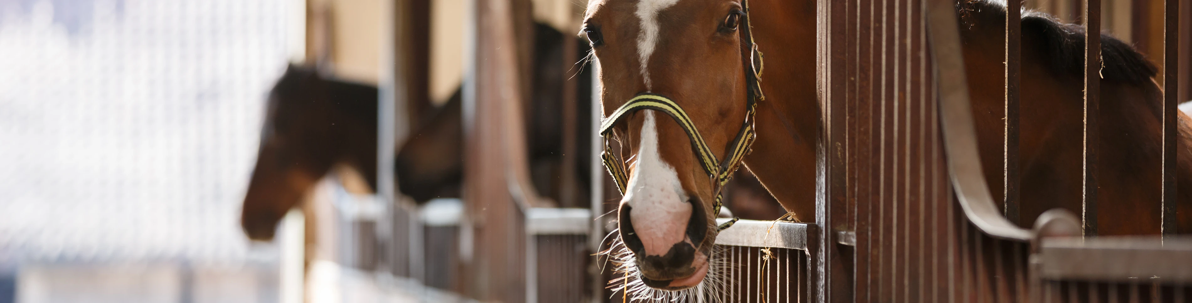 Adobe Stock 110731155 1