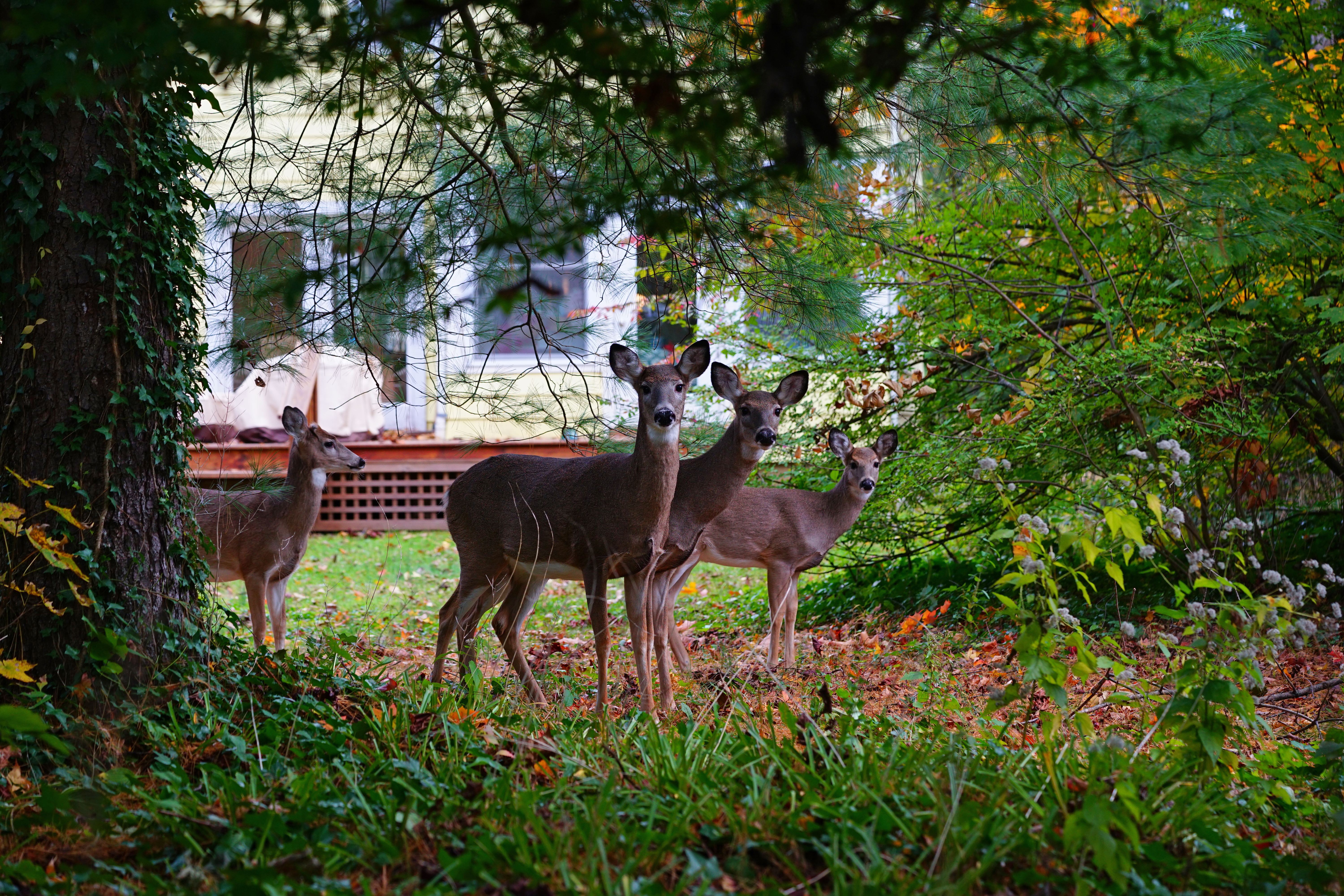 deers in garden
