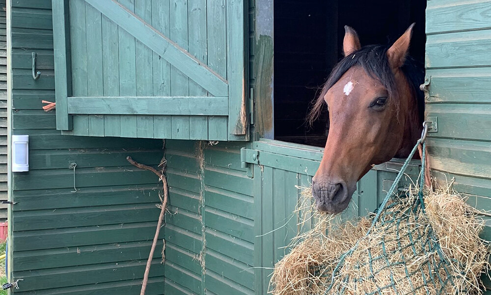 Optex intrusion detector wxi harper security stables 1