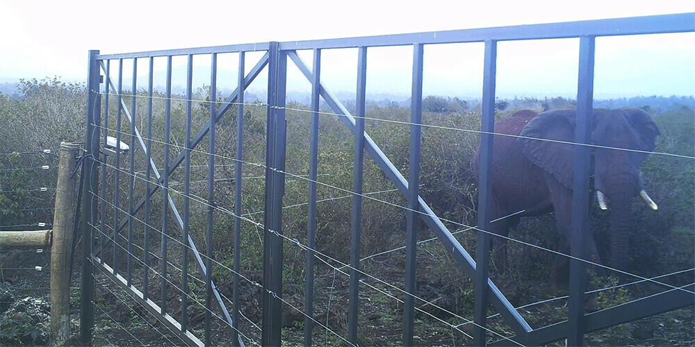 Elephants Kenya case study EK000336 1