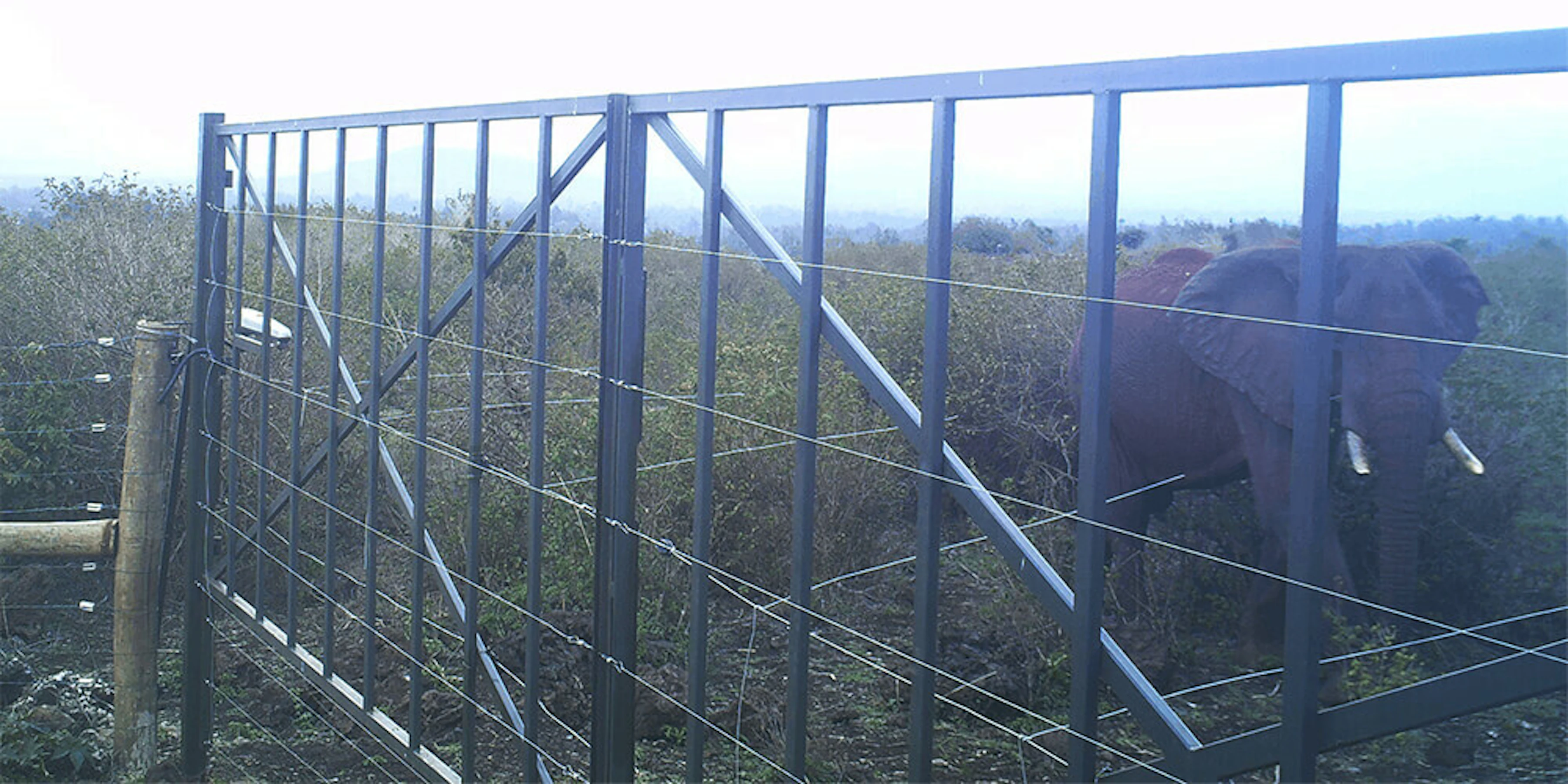 Elephants Kenya case study EK000336 1